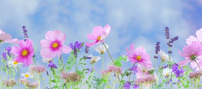 Magical Garden Image